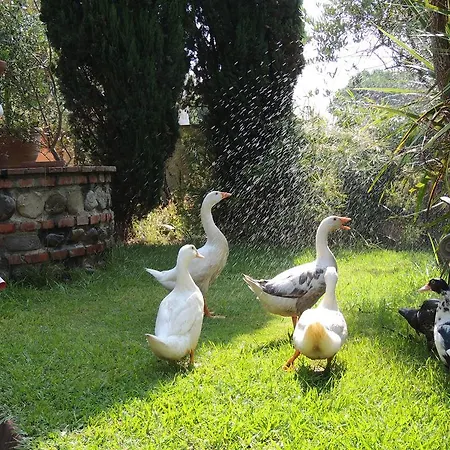 Il Cipresso Del Gallo Konukevi 3*